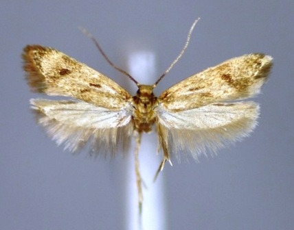 Borkhausenia fuscescens moth feeds on dried plants